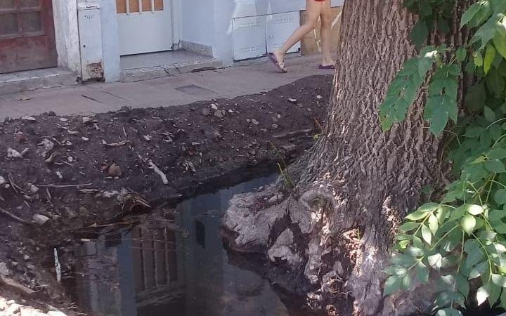El cantero de un árbol se llenó de agua y temen por el dengue