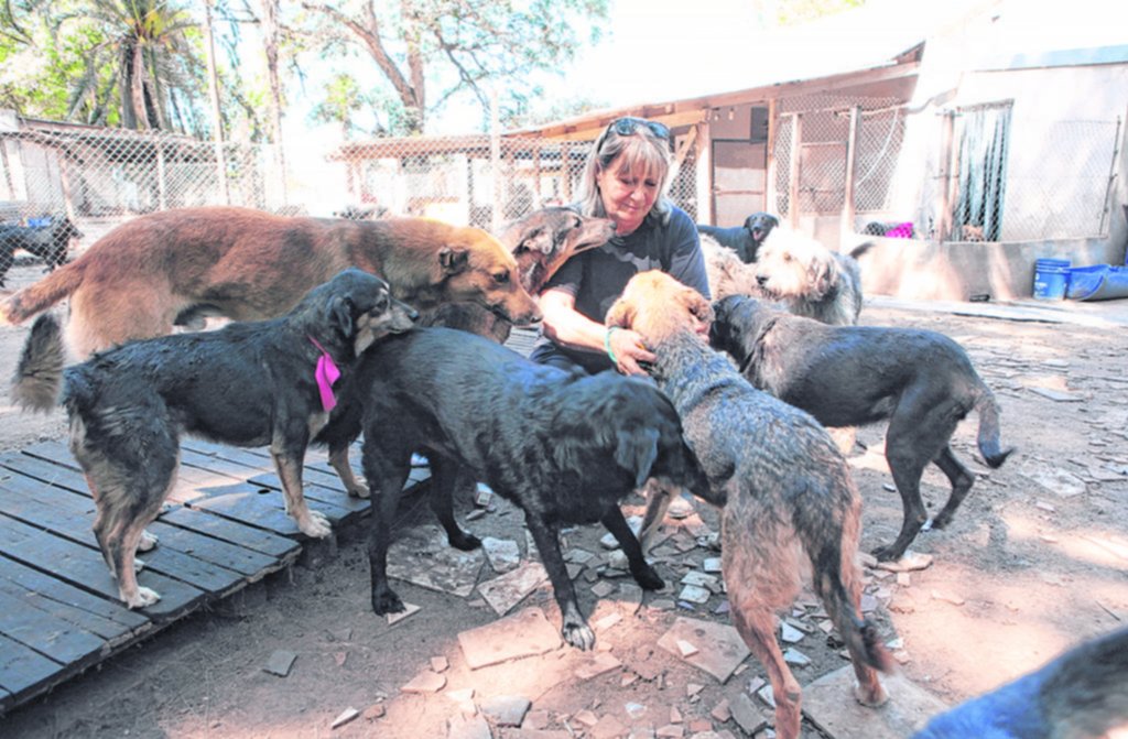 Se desplomaron las donaciones en un refugio para 600 perros