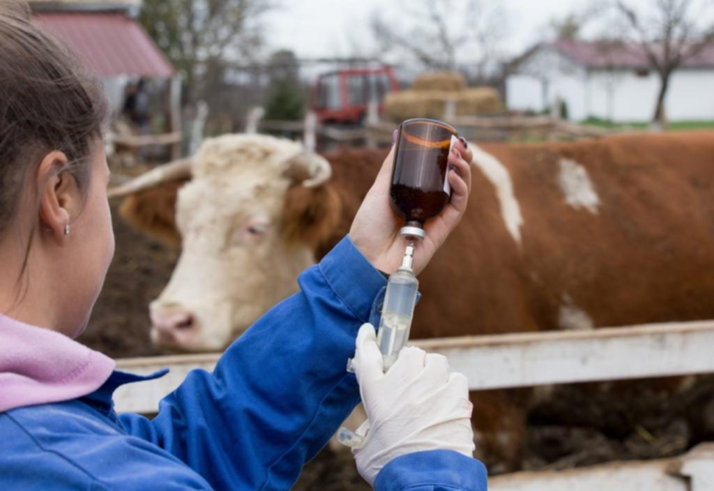 Expectativas y alertas por los beneficios de una droga veterinaria contra el COVID