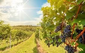 Trivento presenta su primer reporte de sustentabilidad
