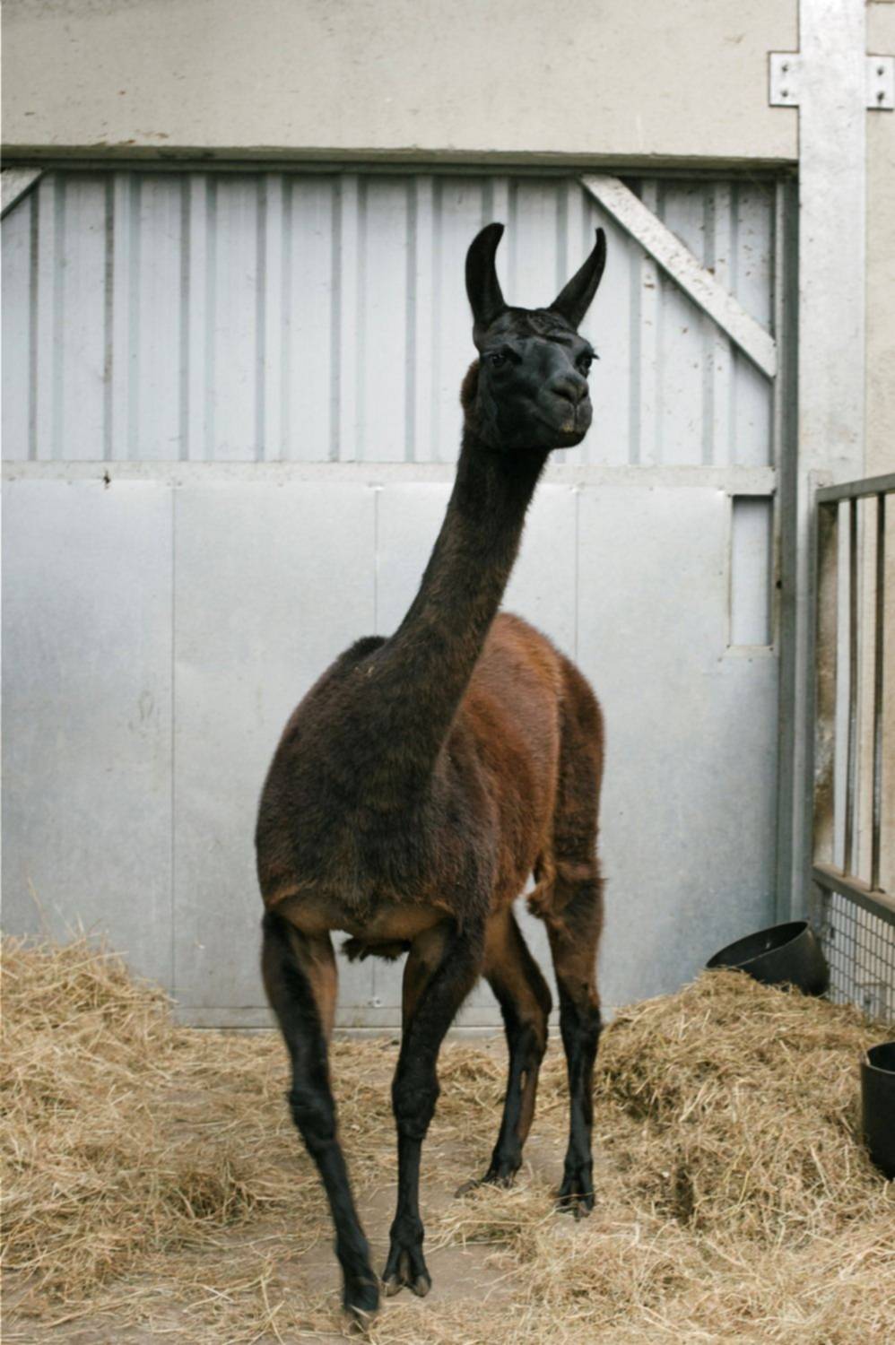 Winter, la llama en la que científicos ponen sus esperanzas para hallar la cura al coronavirus
