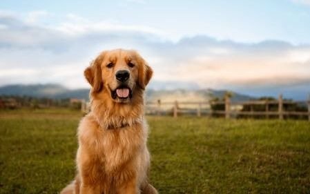 Investigan si los animales domésticos pueden contagiarse y transmitir el coronavirus