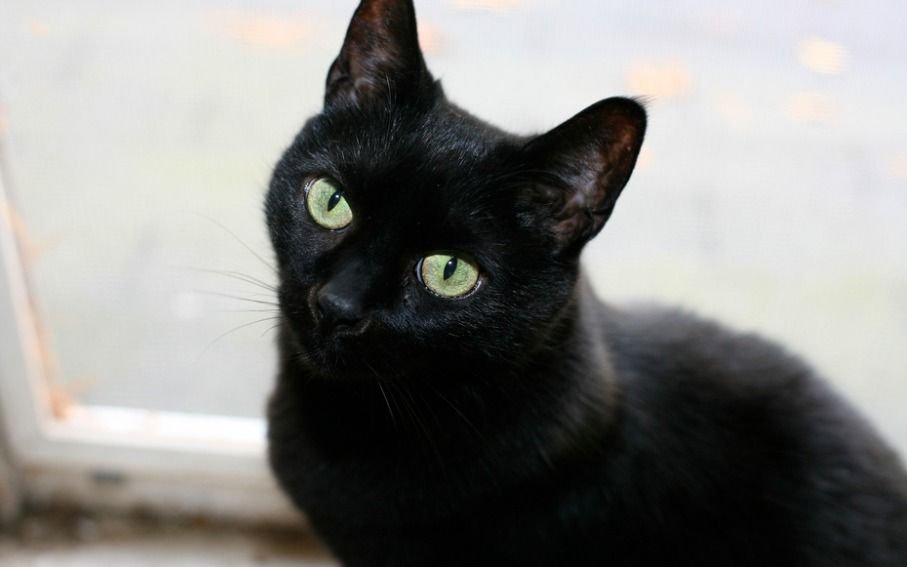 "Negrito", el primer gato que dio positivo de coronavirus en España, el sexto del mundo