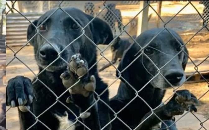 Un festival virtual para ayudar a un refugio de perros de La Plata