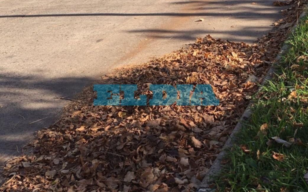 "Estamos tapados de hojas y nadie viene a barrer" advierten desde La Loma