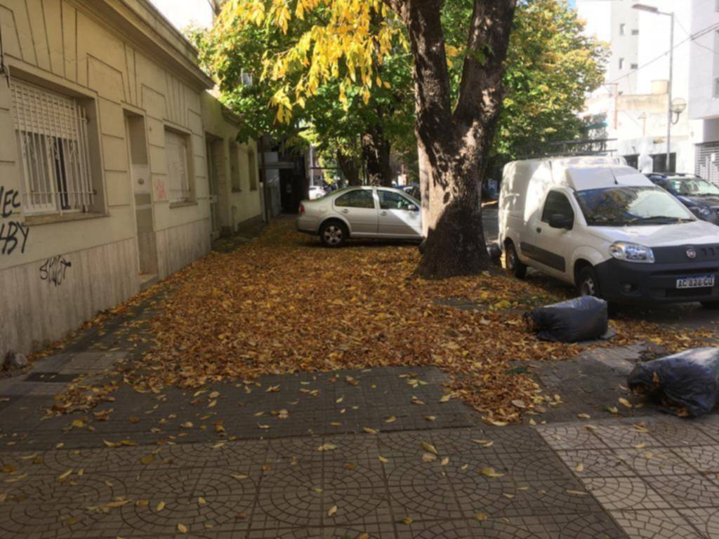 “Tapizados” por la hojarasca en 17 casi diagonal 73