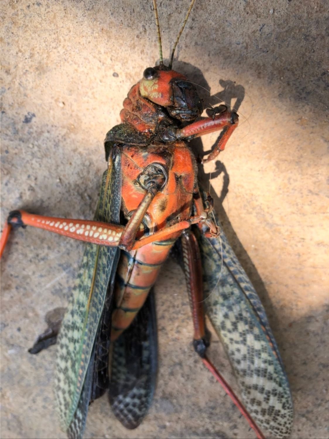 Un insecto gigante aterrizó en su patio y la foto se volvió viral