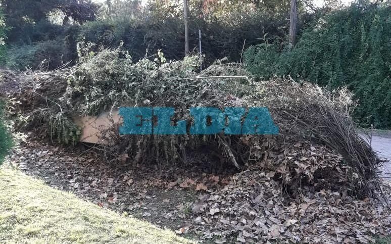 En un barrio de Villa Elisa hace dos meses que no pasan a retirar ramas y hojas caídas