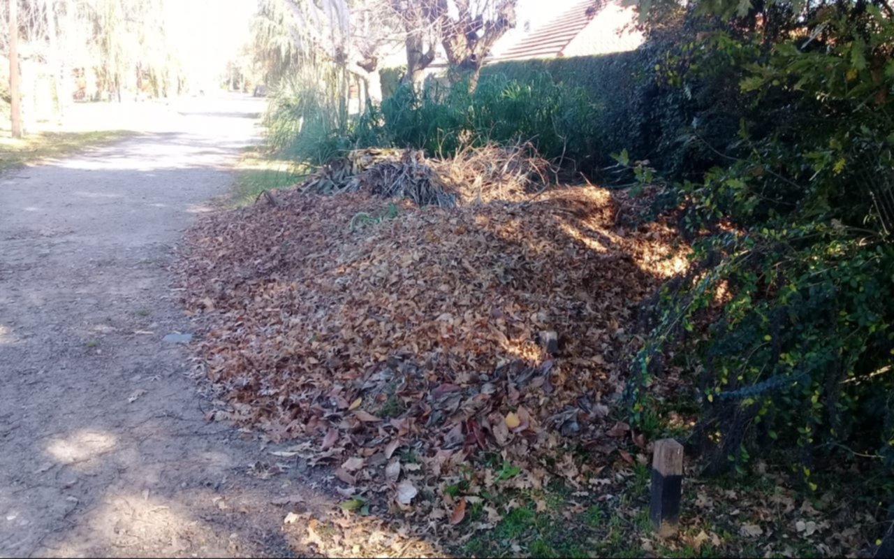 En Villa Elisa, "las ratas pasean por entre las ramas"