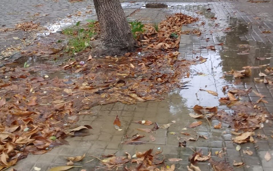 En Barrio Hipódromo “brota un torrente en la vereda”