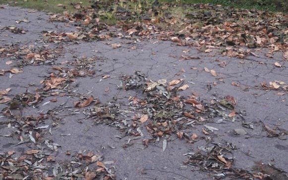 Se llevaron las ramas pero dejaron las hojas en la calle