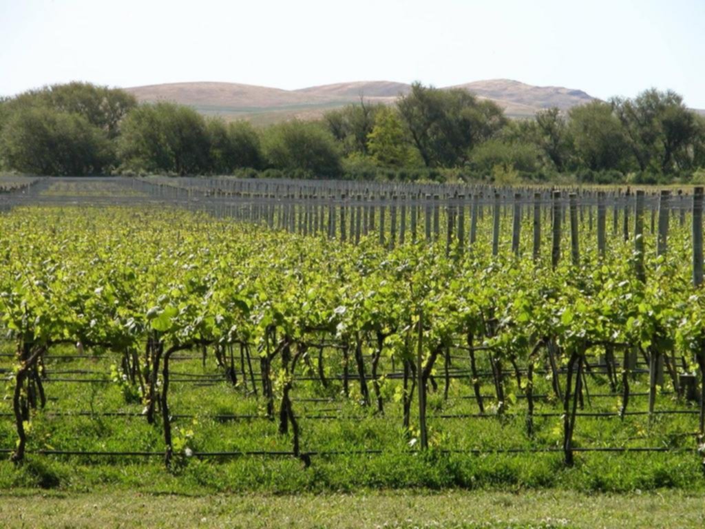 Sabores y paisajes: la ruta del vino bonaerense