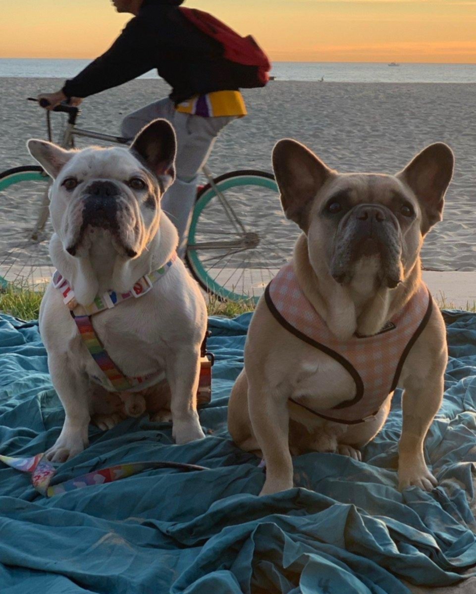 A los perros de Gaga los secuestraron sin querer: buscaban canes caros