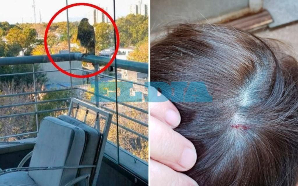Denuncian invasión de aguiluchos en la zona de la Terminal: ya atacaron a varios vecinos y mascotas