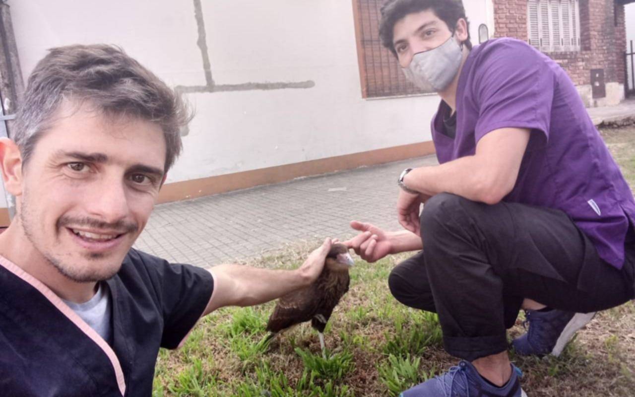 Rescataron a un carancho herido