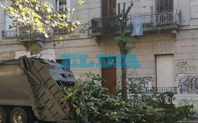 Enojo en 77, entre 46 y 47, por la poda de un árbol: "Lo mataron"