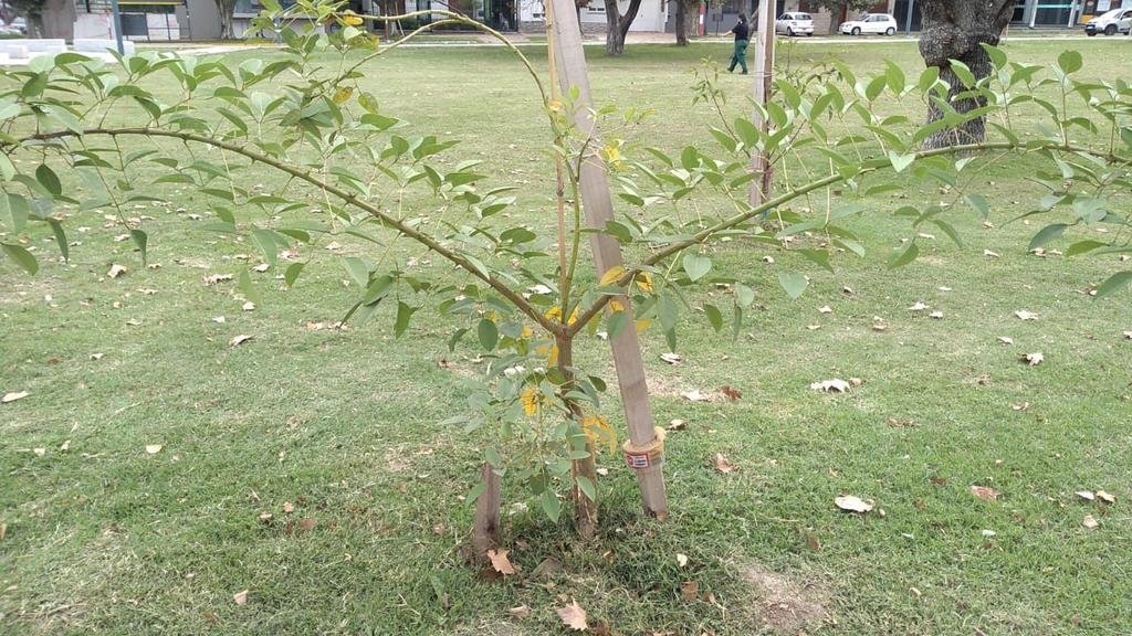 Con reclamos, ponen en la mira al arbolado público