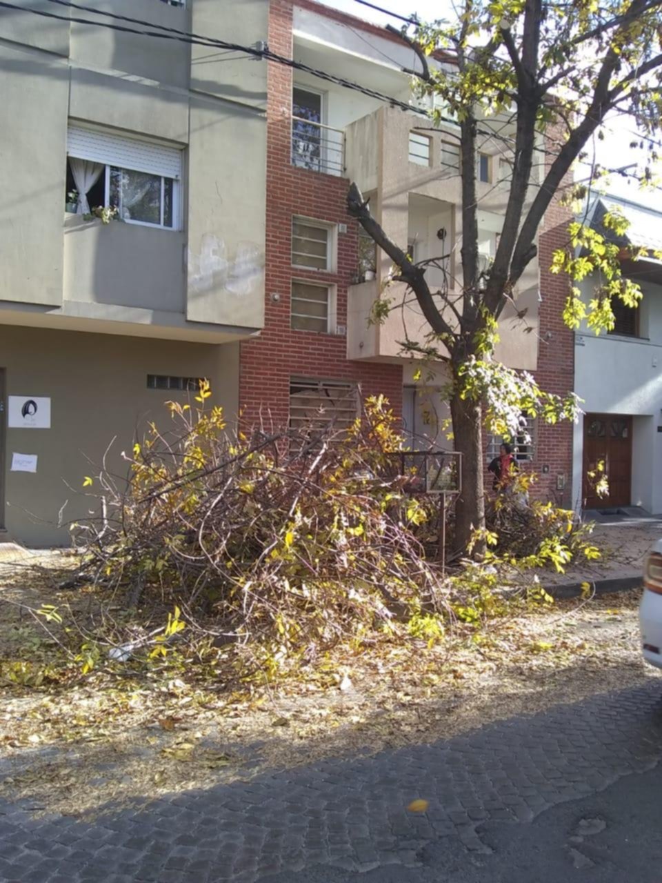 Reclamo por operativo de poda en 4 entre 64 y 65