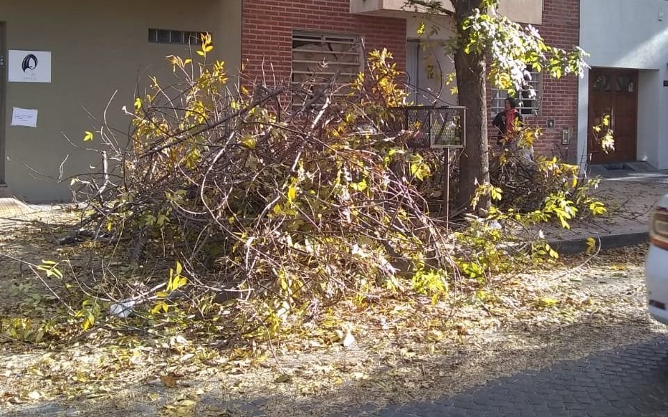 Podaron los árboles en 4 y 64 y denuncia que las ramas tapan la entrada de las casas
