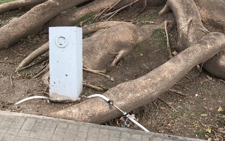 En la plazoleta de 56 y 23 la raíz del árbol creció tanto que levantó los cables