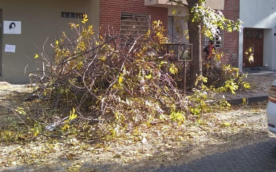 Destrozaron dos árboles y dejaron todas las ramas