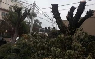 La Comuna se despegó de una poda de árboles en City Bell que calificada como "despiadada" por los vecinos