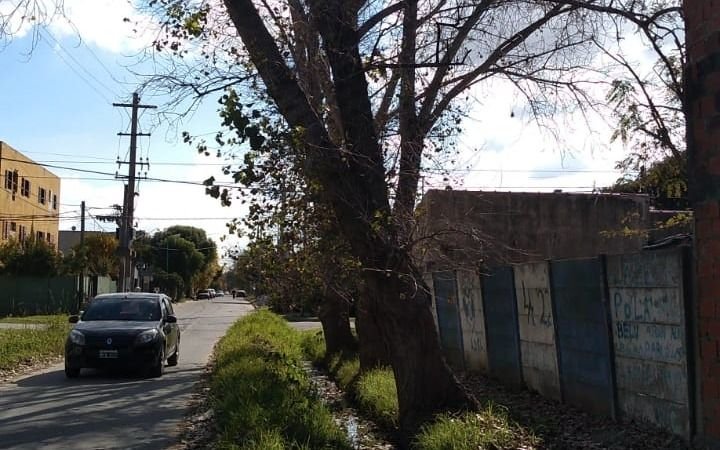 Un árbol muy inclinado causa temor en 28 y 81