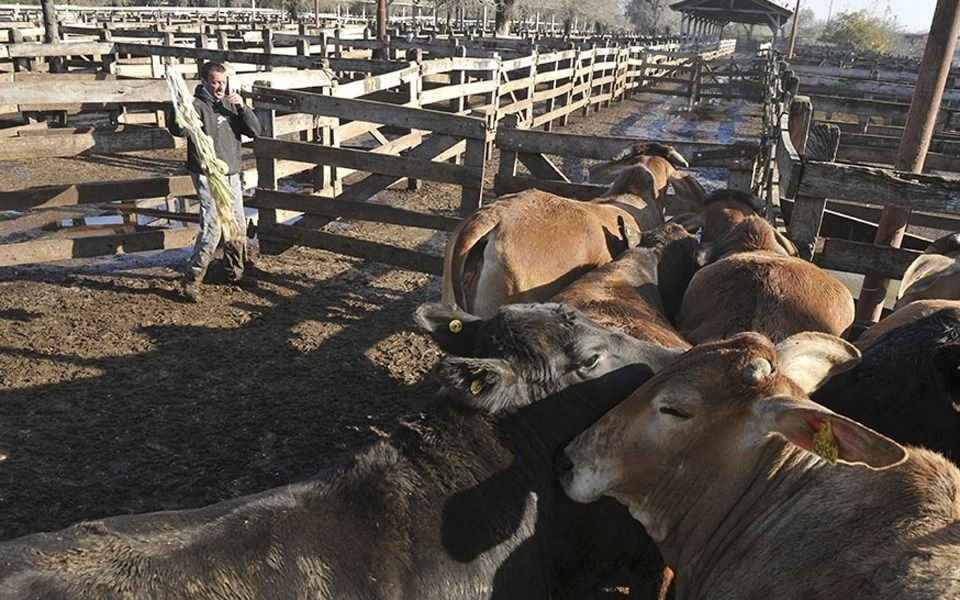 "No son vacas, son productores que desaparecen", alertan desde el interior bonaerense