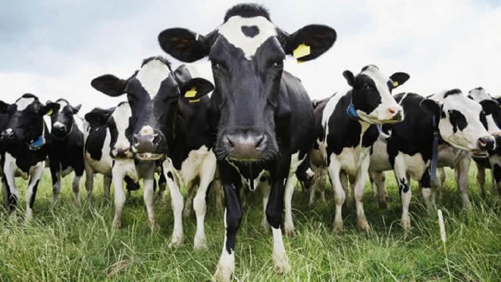 El campo en guerra por el cierre de las exportaciones de carne: 9 días de paro