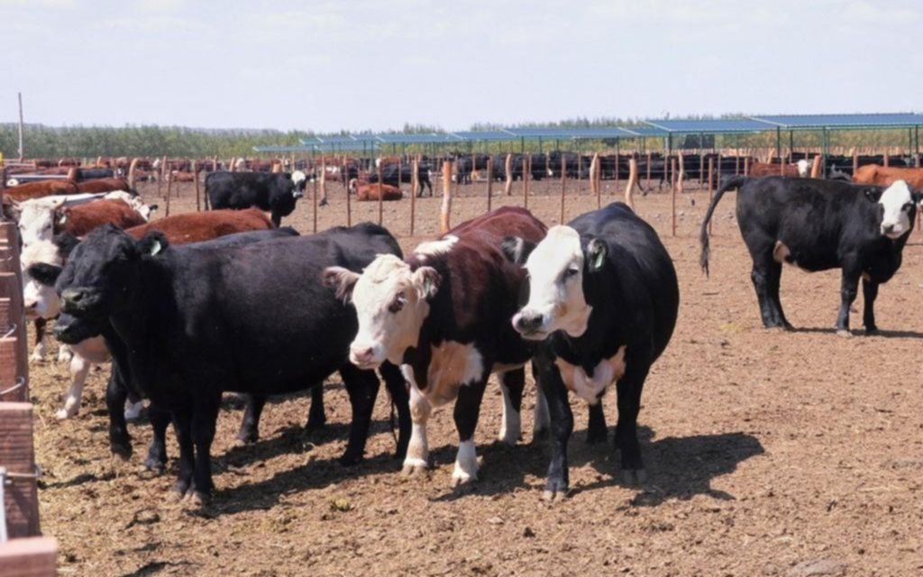 La Mesa de Enlace bonaerense le pide a Kicillof por la restricción a exportar carne