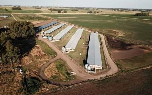 Empresa de porcinos invertirá más de $100 millones financiada con créditos del BICE