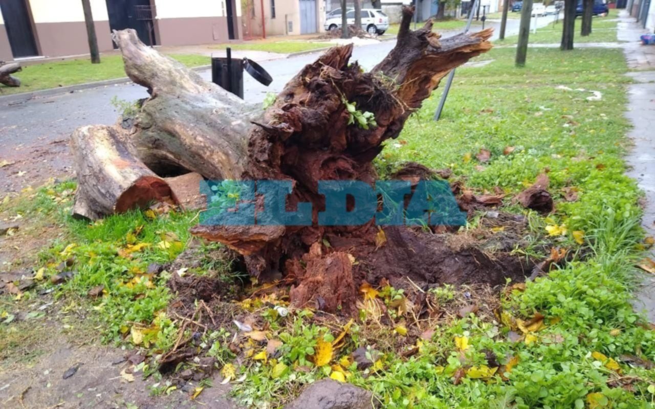 El ciclón extratropical causó problemas con la luz y tumbó árboles en su paso por la Región