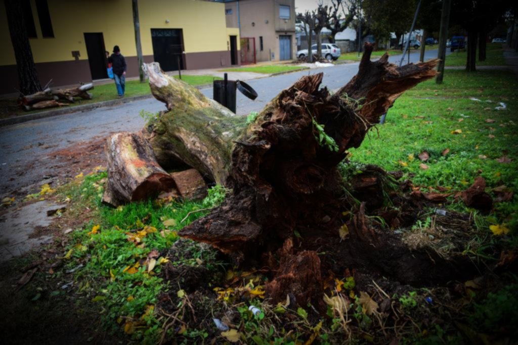 El ciclón “extra tropical” dejó apagones y árboles tumbados