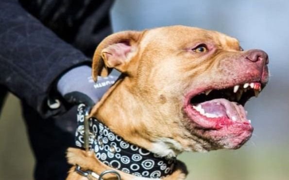 Mar del Plata: apuñaló al pitbull de su vecina porque atacó a su perro