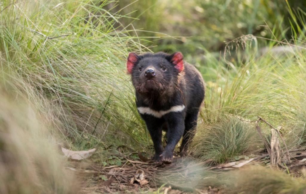 Nacen de forma natural demonios de tasmania en Australia continental