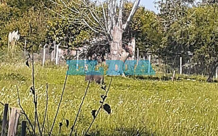 Chanchos descontrolados en Abasto: denuncian que el dueño no los cuida y destruyen los campos vecinos
