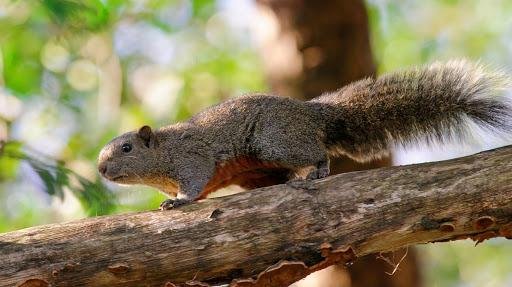 Alertan sobre los peligros que provocan las especies invasoras