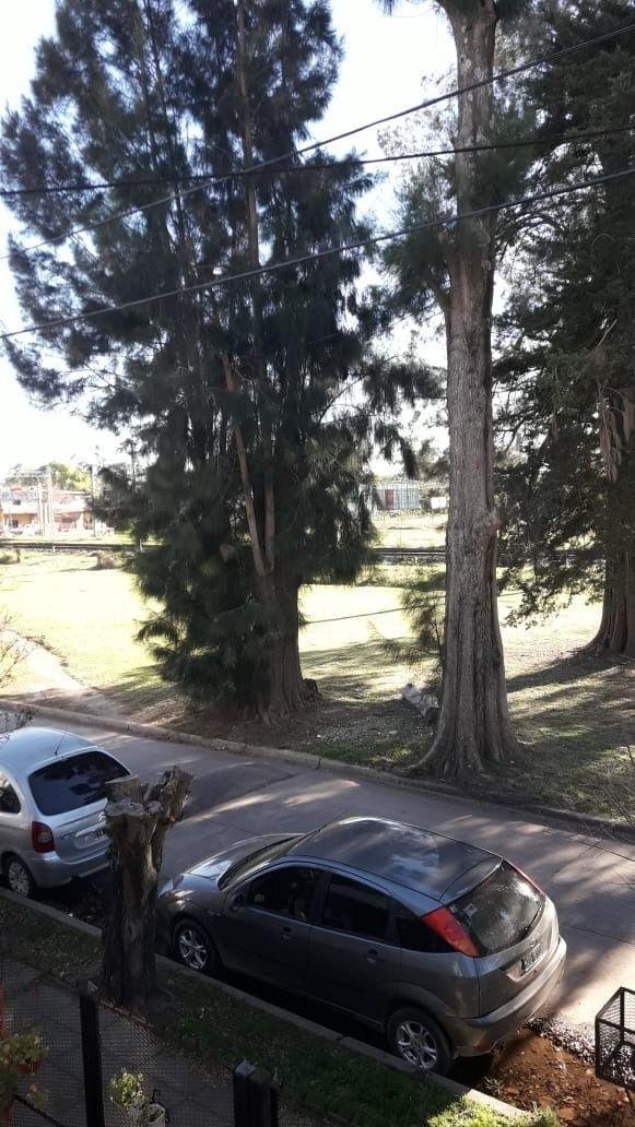 Temen la posible caída de dos pinos en Villa Elisa