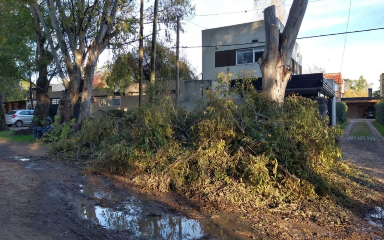 Otro sector de City Bell quedó "tapado" por las ramas