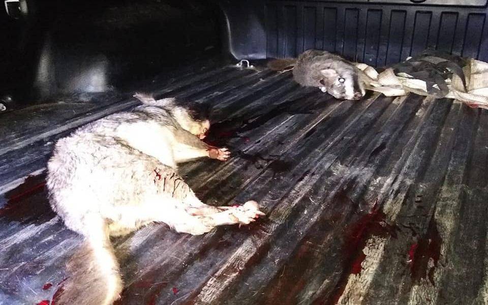 Indignación total por cazadores furtivos en el Parque Pereyra: intentaron fugarse con animales agonizando