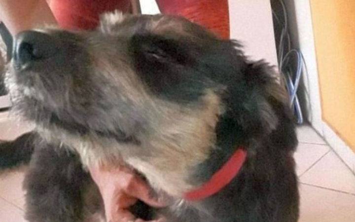En histórico fallo, dictaron una perimetral a un hombre que abusaba sexualmente de su perra