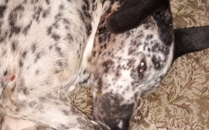 Piden ayuda por un perro fracturado y escrachan al hombre que lo golpeó