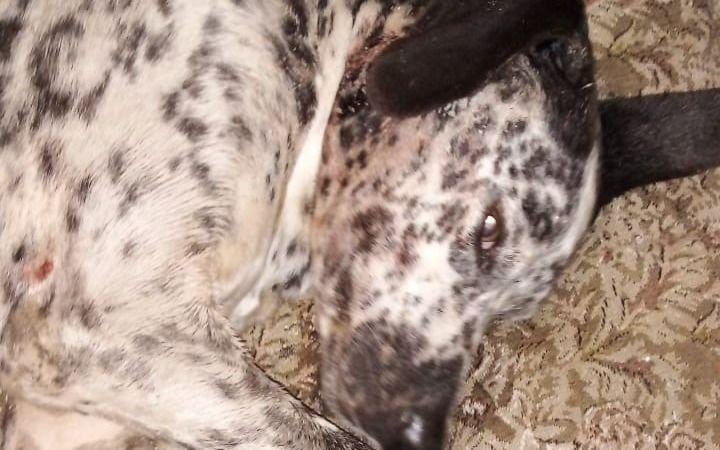 Campaña en redes por un perro fracturado a golpes