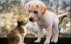Nuevos tiempos: otros paradigmas en la responsabilidad para el cuidado de animales