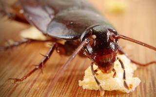 Todo lo que siempre quisimos saber sobre las cucarachas y no nos animamos a preguntar