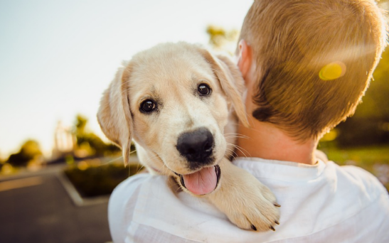 Perros en soledad: evolución, ansiedades y frustraciones