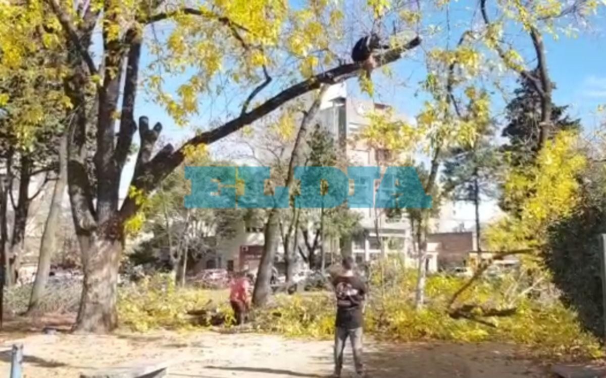 Comunicado del "Foro en Defensa del Árbol" sobre la poda indiscriminada en 44