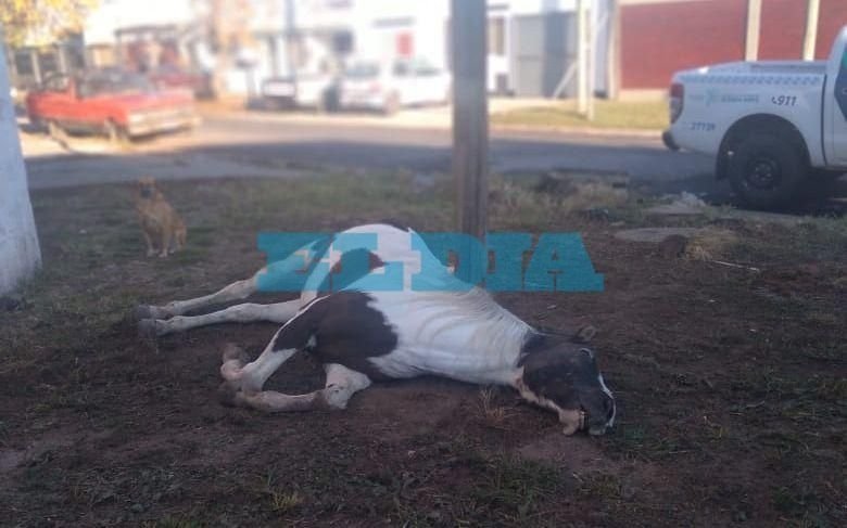 Denuncian espeluznante muerte de un caballo en La Plata: "Lo robaron y lo ataron a un poste"