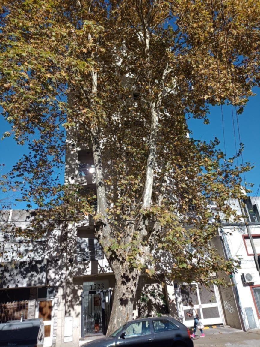 En el Centro, un árbol ya tapa a todo un edificio y piden poda