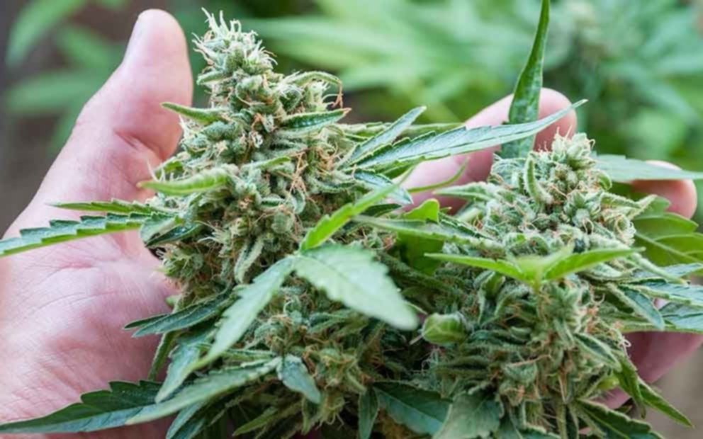 Debido a un fallo, recuperará las plantas de cannabis un paciente oncológico de Junín